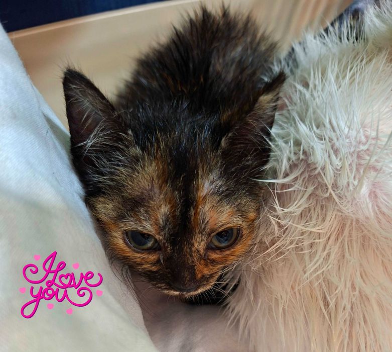 Adoptie pui de pisica Minunea