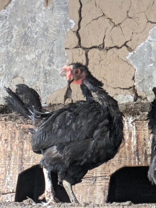 Куры несушки 1 год