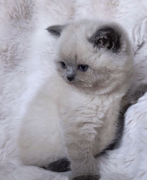 Британска късокосместа