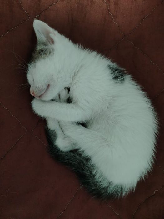 Donez pui de pisică
