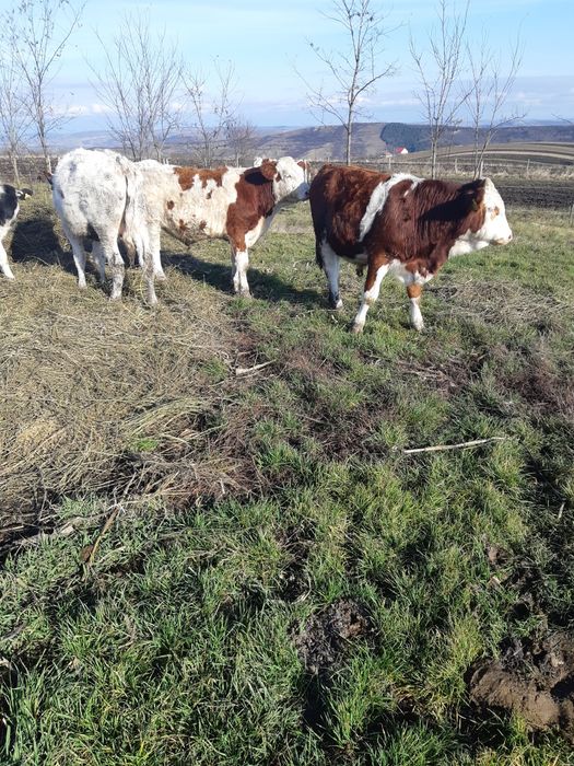 Vand 6 taurasi baltati