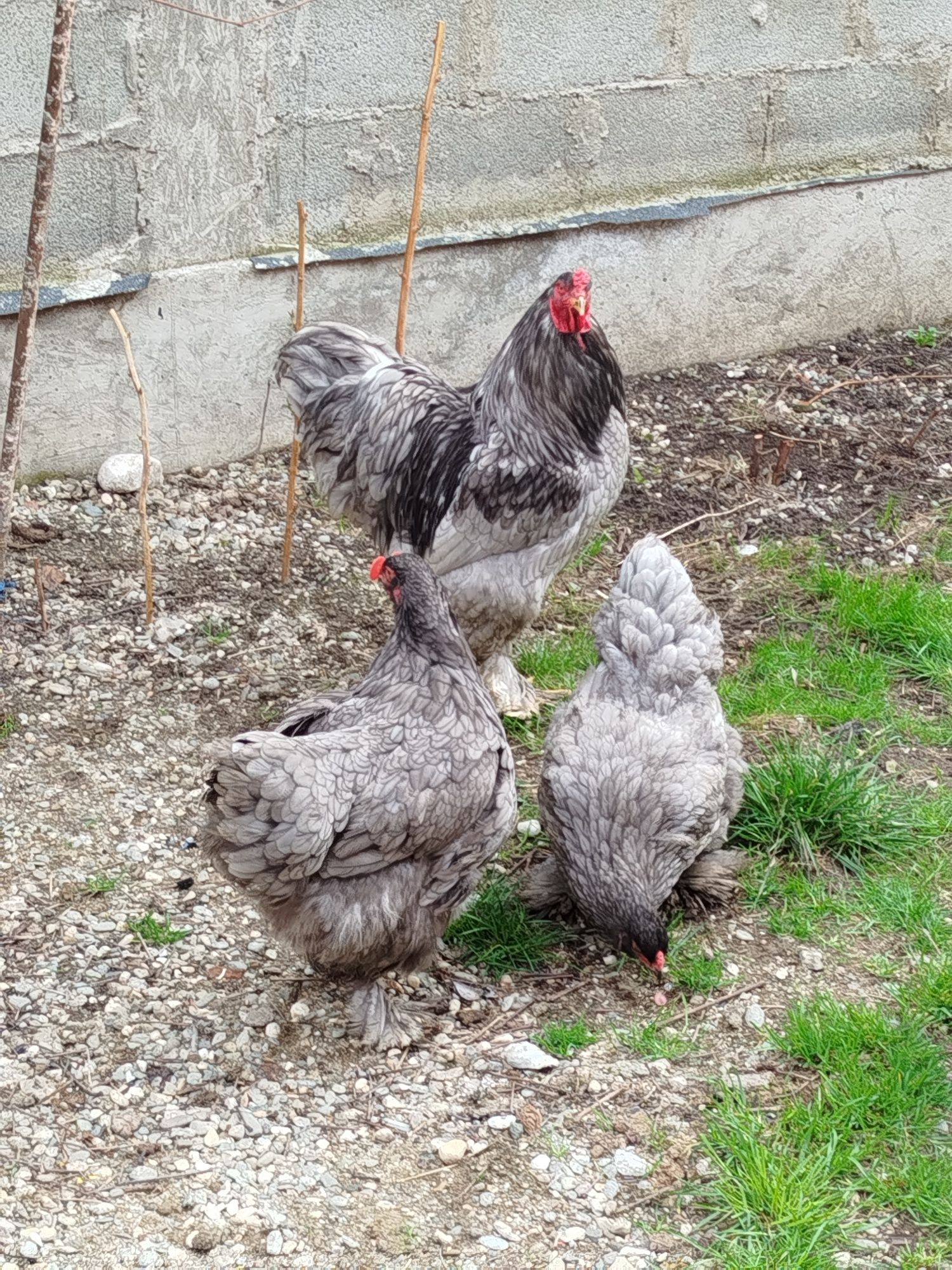 Oua incubat brahma