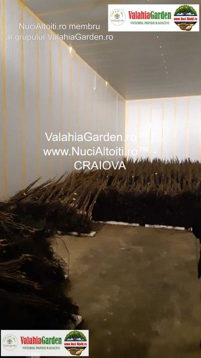 OFERTA Nuci altoiti Chandler cal. 1 - 75 lei-Certificati si cu factura