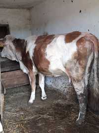 Vând vacă Bălțată românească