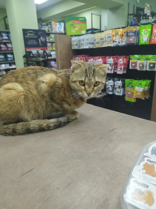 Отдам в добрые руки!