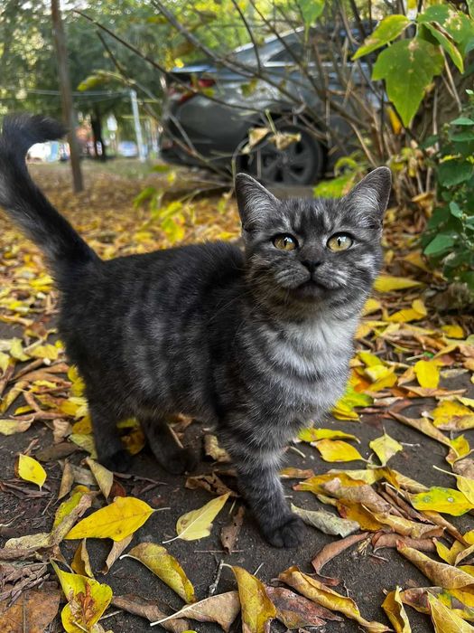 Ищем любящую семью кошечке
