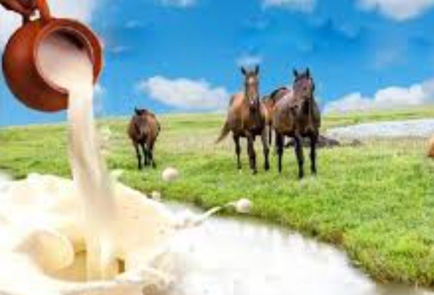 Қымыз балғын кумыс свежий