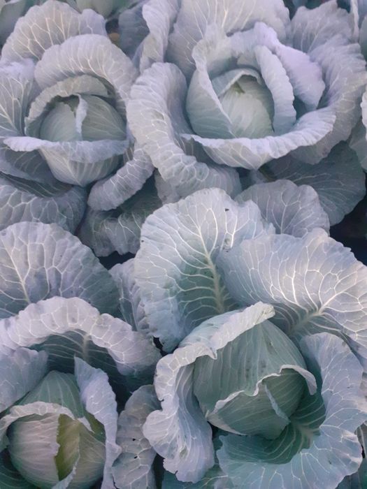 Varză de vânzare angro.