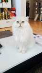 British longhair felisa autorizata