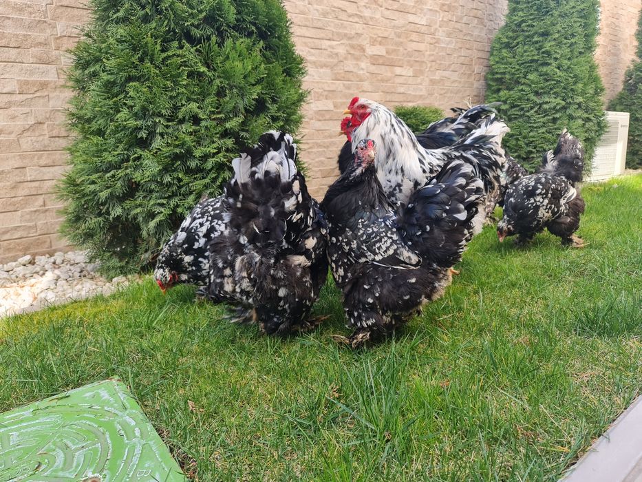 Puișori BRAHMA pe 17 culori. TRIMIT IN TARA!