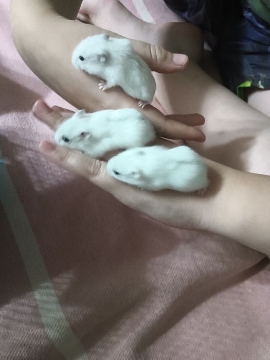 Продам хомячков джунгарские