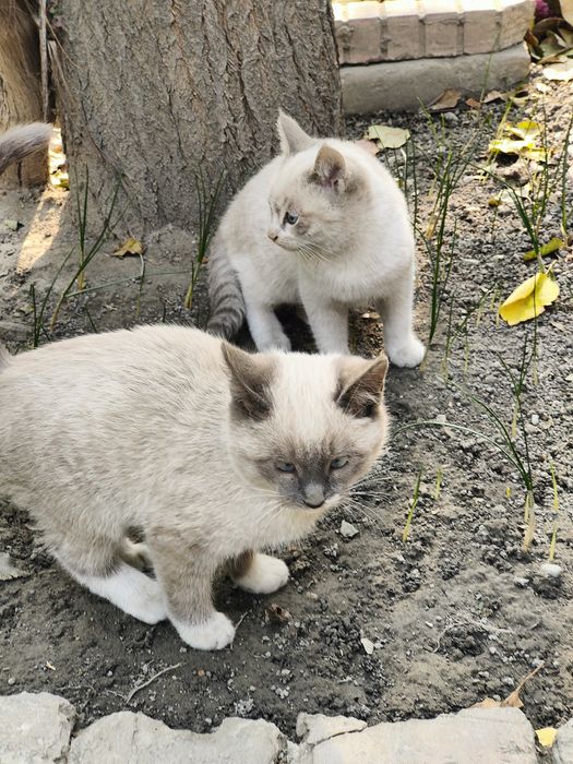 Продаются котята сиамские и страйт