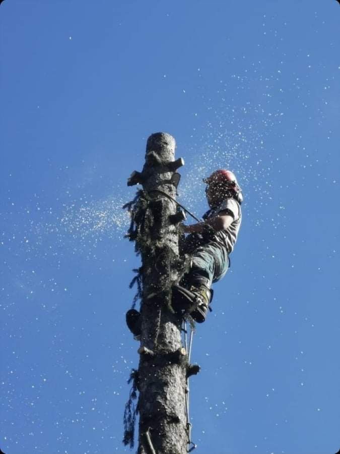 Рязане на  опасни дървета с вишка или по алпийски способ