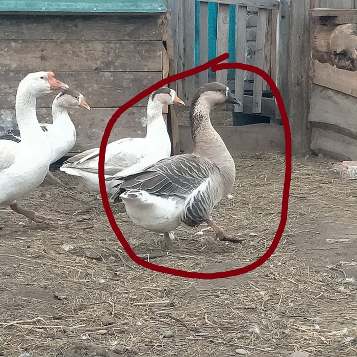 Продам гусака на племя