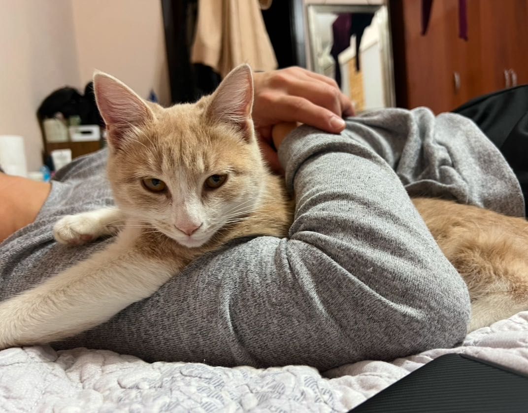Кошка песочная девочка