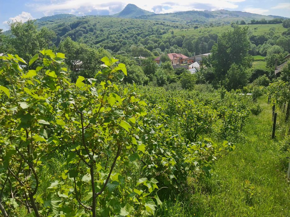 Tufe de coacăz negru (3-4 ani) – productivitate + gust de top