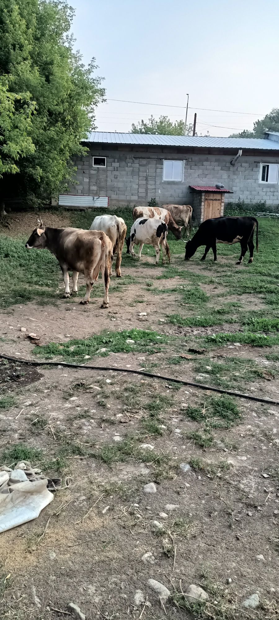 Продам хороших коров