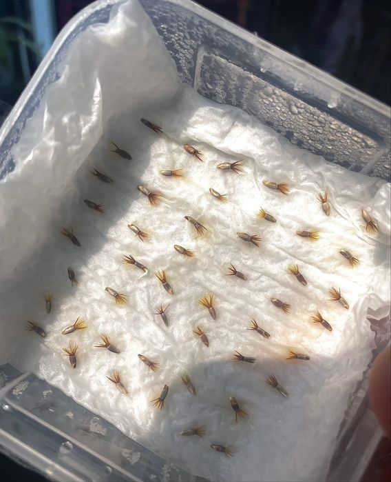 Seminte de albăstrea (Centaurea cyanus) 100pcs