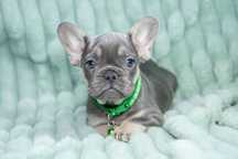 bulldog francez baietel