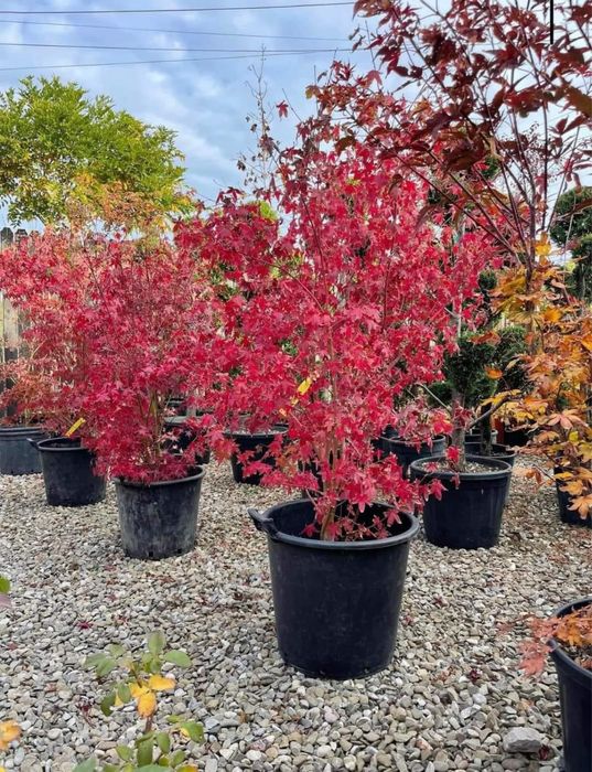 Vand plante ornamentale de orice specie si dimensiune oriunde in tara