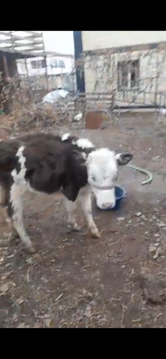 Ургашы бузау сатылады