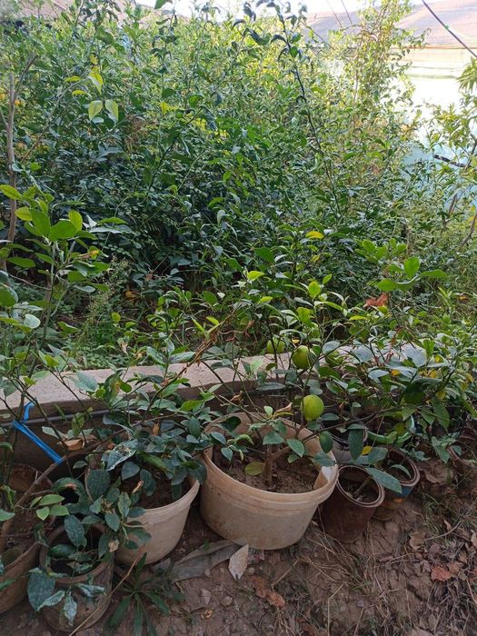 Лимон кучатлари бор