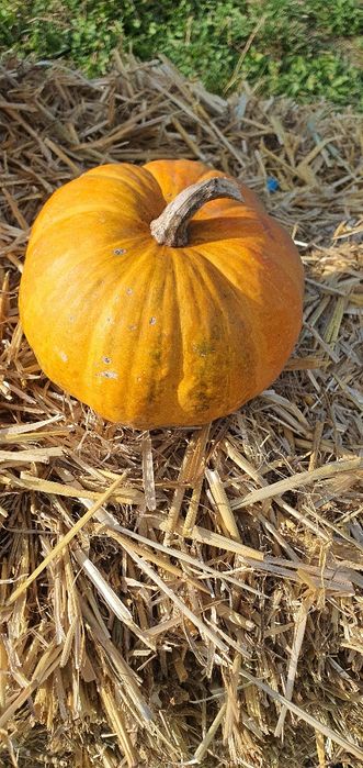 Baloti de paie , dovleci de Halloween, bostani , dovleac , paie