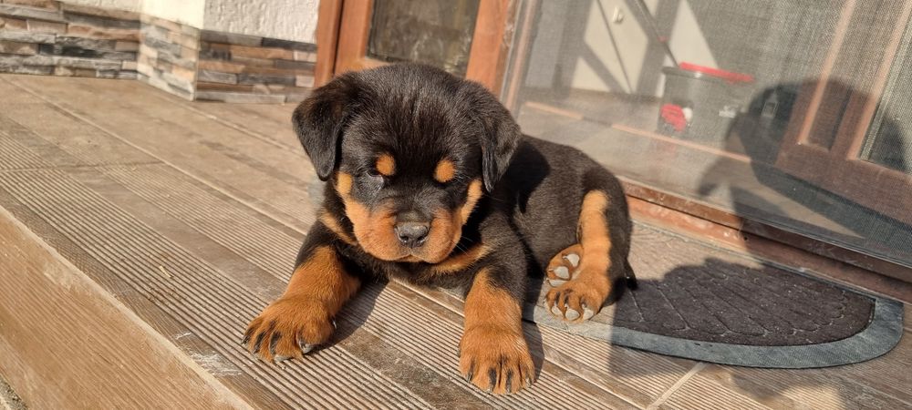 Pui Rottweiler cu pedigree