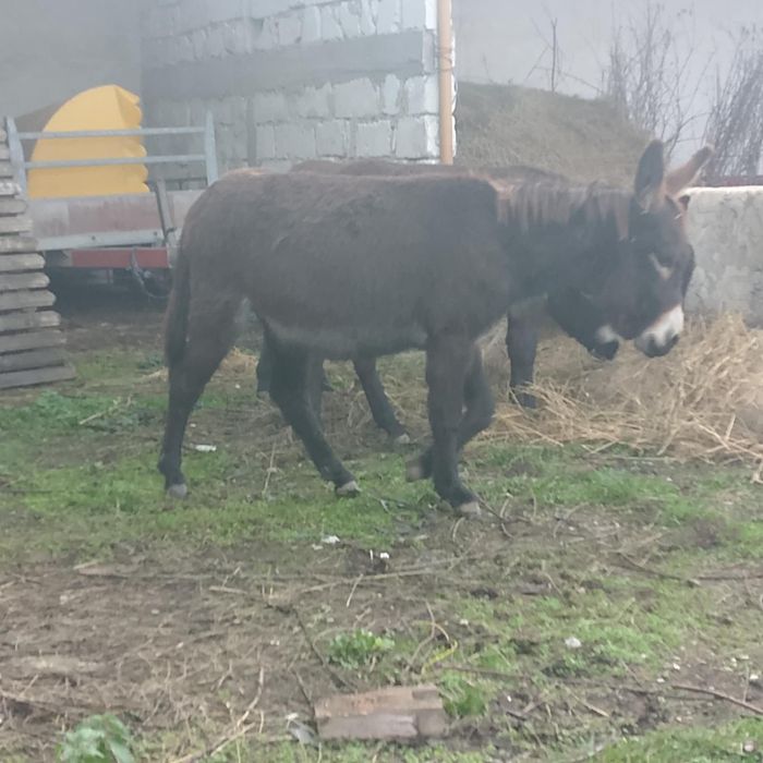 Vand 2 mărgărite și un magar