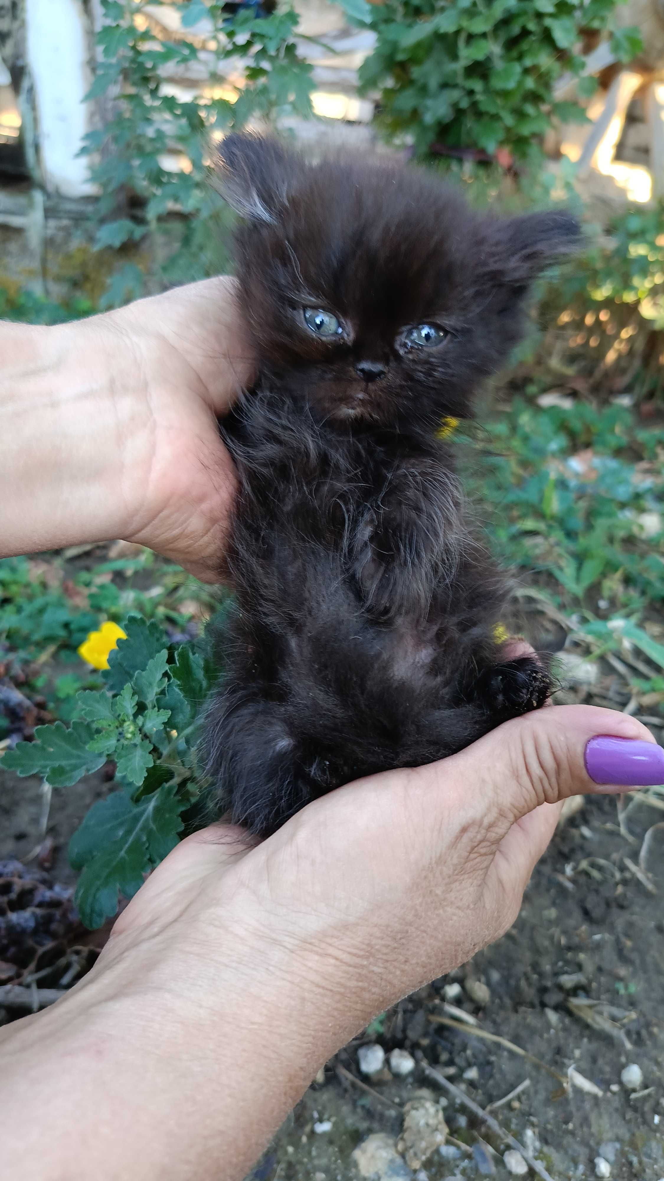 Чистокръвни персийски котета