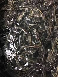 Nisetru siberian 35-40 cm