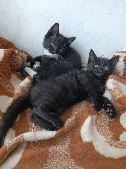 Отдам котят бесплатно