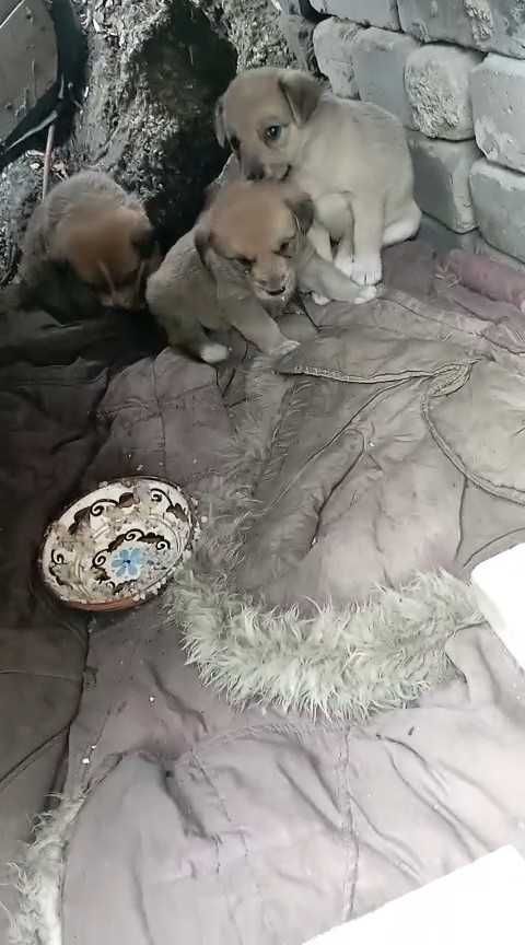 Щенкам (девочки) срочно нужен дом!