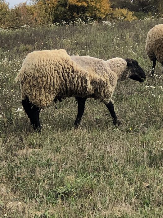 Vand 8 oi suffolk plus un berbec suffolk