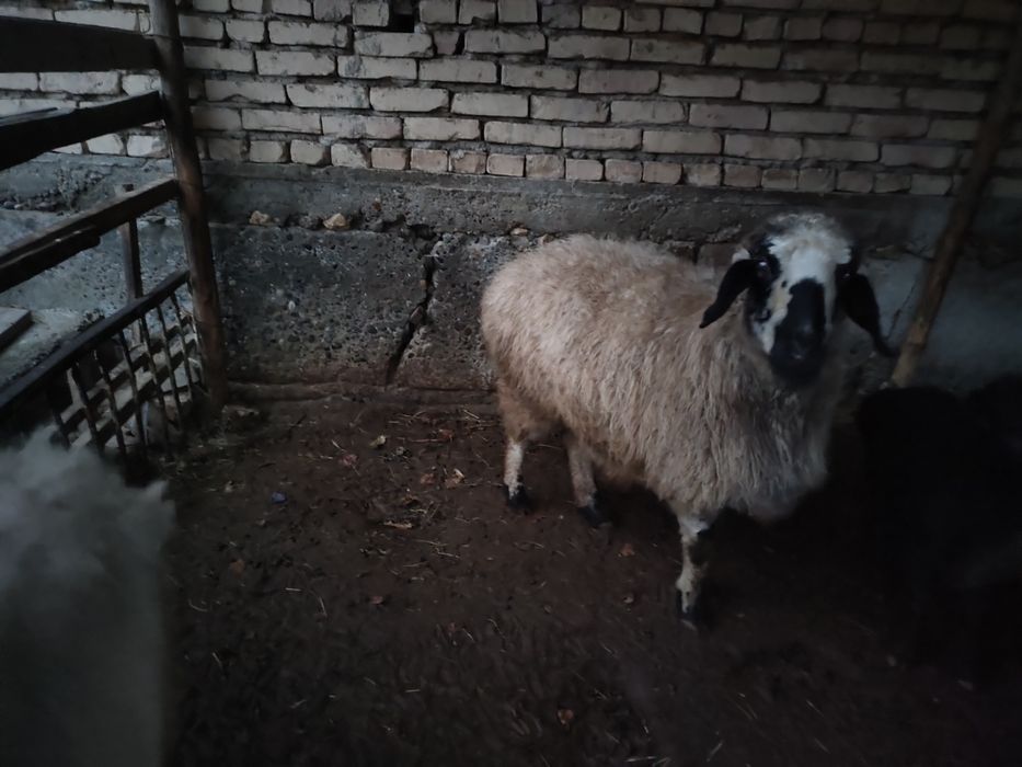 Ку́йлар сотилади