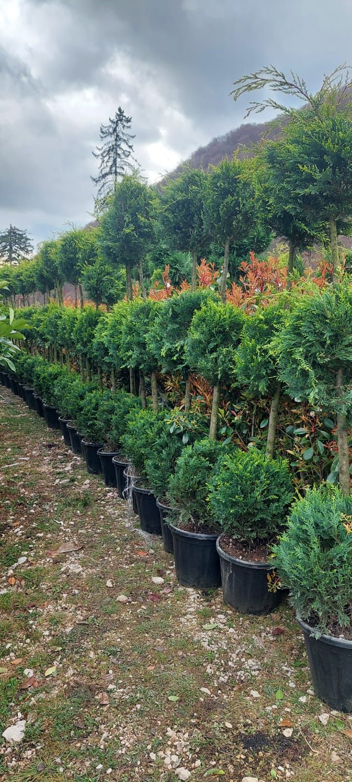 Vând tuia leylandii suntem producător oferim livrare gratuita în toată