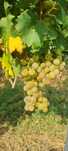 •DIRECT PRODUCATOR • Struguri de vin de vanzare