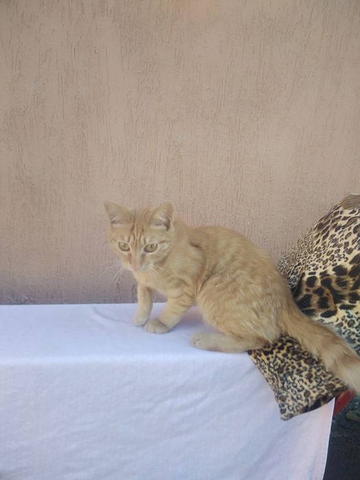 отдам кота мальчик в хорошие руки