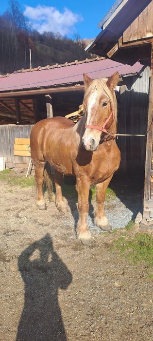 Iapa de pădure cuminte