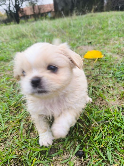 Пухкави ангелчета