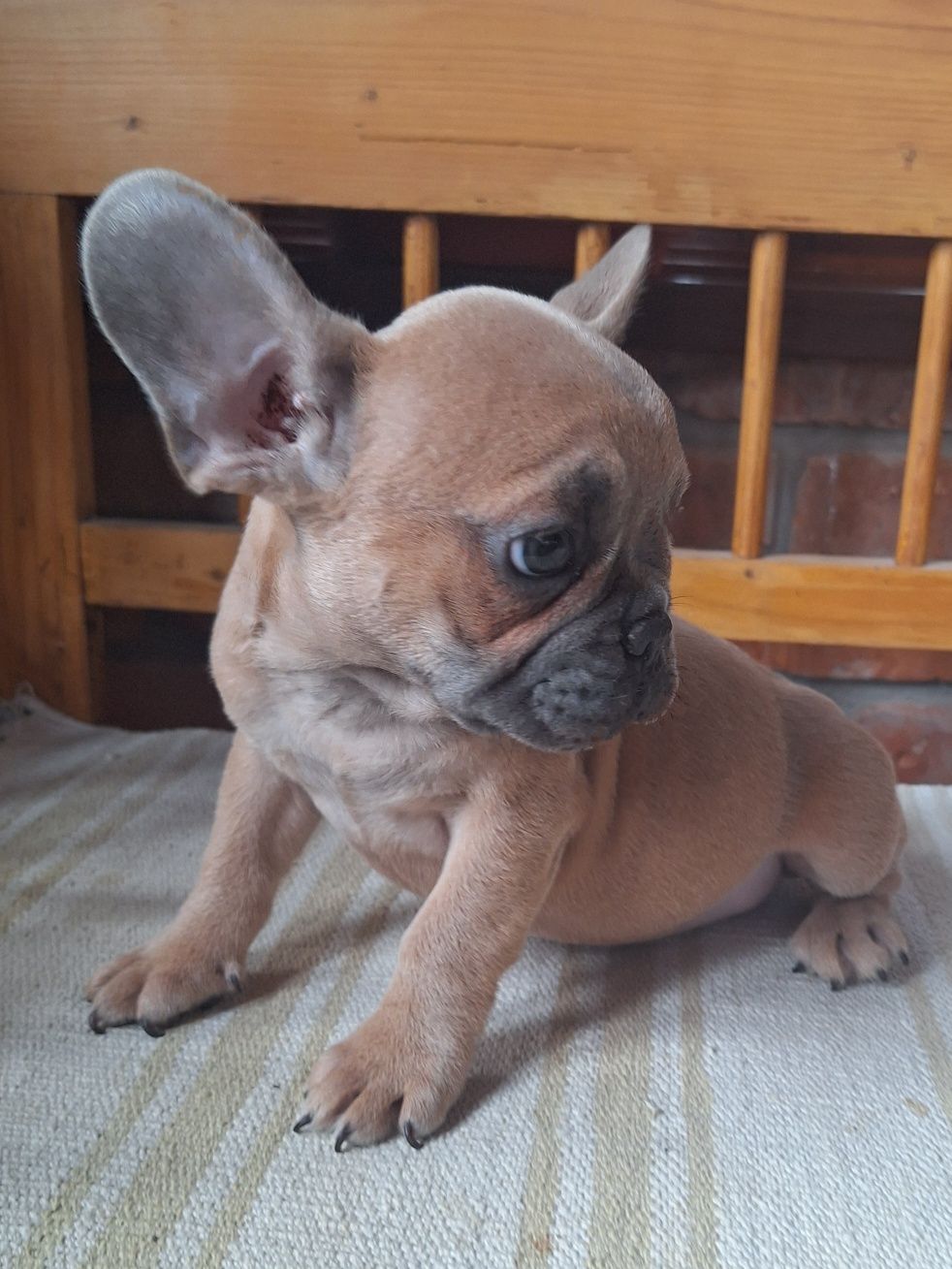 Pui bulldog francez , fata