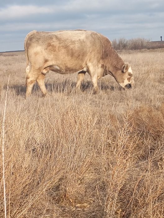 Продаются коровы