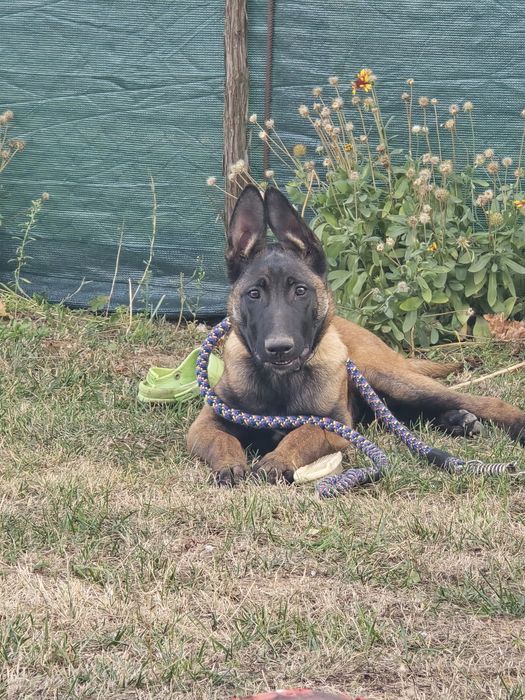 Продавам Белгийска овчарка на 7 месеча