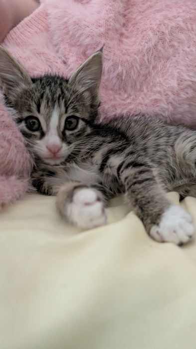 Котёнок в добрые руки!