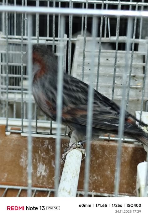 Canari și Hibrizii de vânzare!!