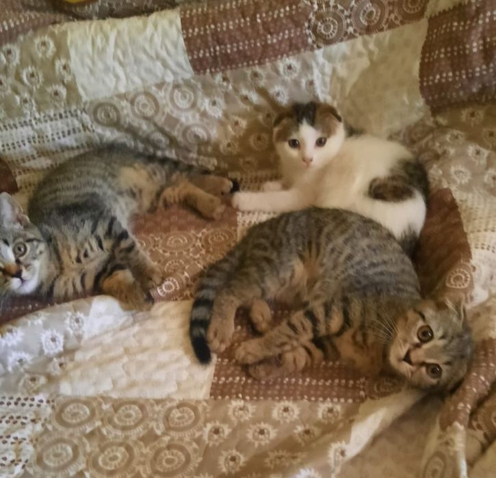 Отдам котят вислоухих бесплатно