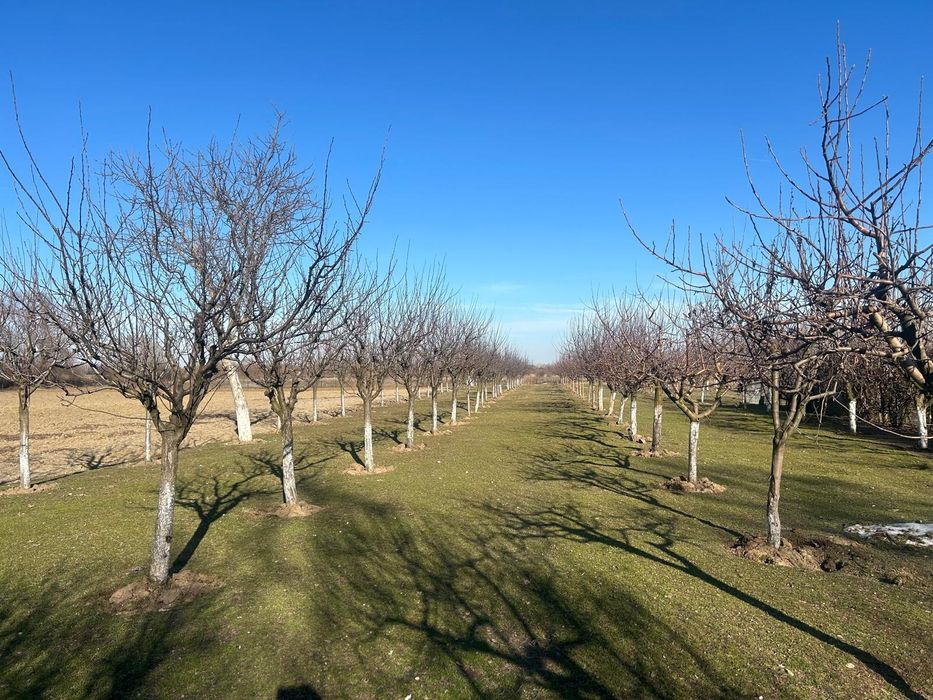 Tualetam pomi fructiferi și vita de vie