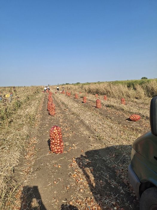 Ceapa galbena din samanta recolta 2025