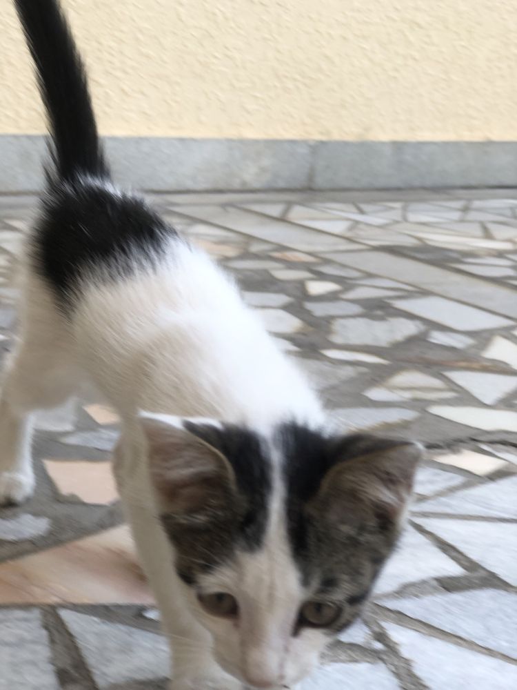 Кошка Mushuk uy mushugi holati zor