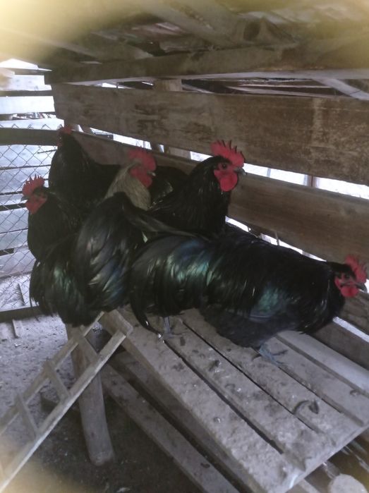 Продавам петли 6 месечни Австралорп